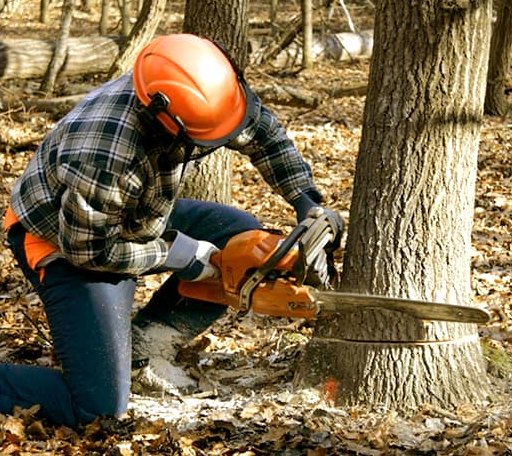Tree Removal in Wall, SD